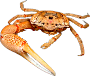 Crab