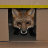 Foxindebox