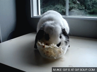 bunny-eats-popcorn_o_gifsoup-com.gif