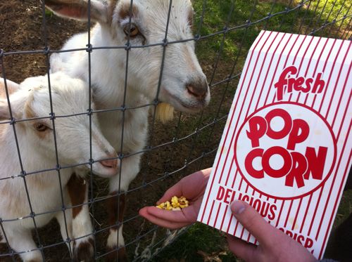 goat-popcorn.jpg