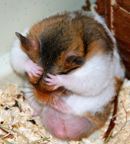 facepalm-hamster.png